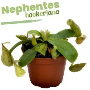 2 X 1 NEPHENTES HOOKERIANA
