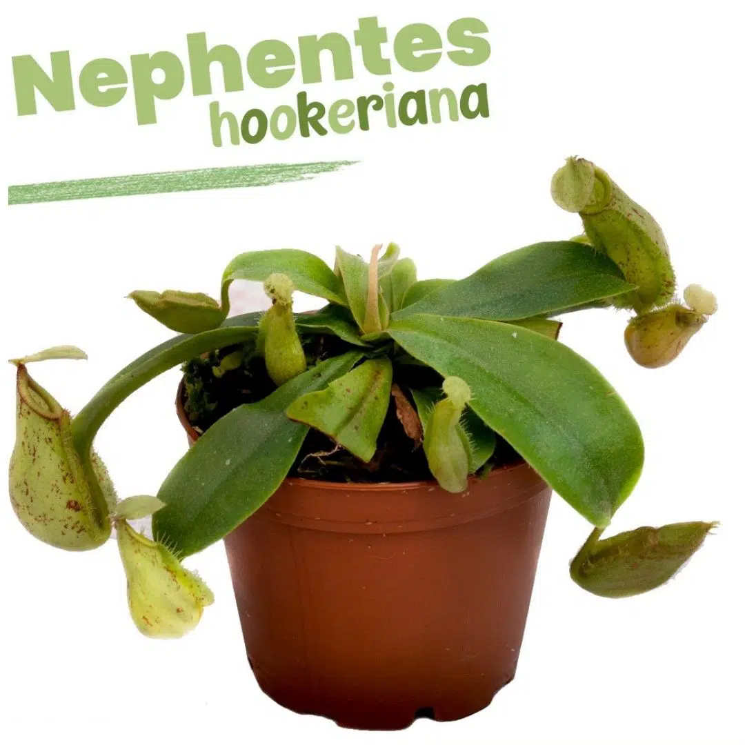 2 X 1 NEPHENTES HOOKERIANA