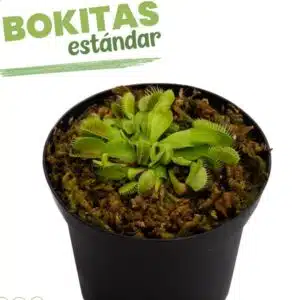 Alternative view of 2 X 1 VENUS ATRAPAMOSCA ESTANDAR + Drosera capensis