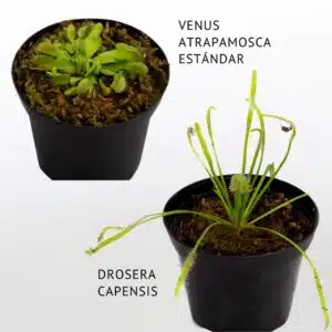 2 X 1 VENUS ATRAPAMOSCA ESTANDAR + Drosera capensis
