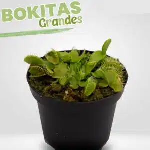 VENUS ATRAPAMOSCA GRANDE + ESTÁNDAR | 8cm