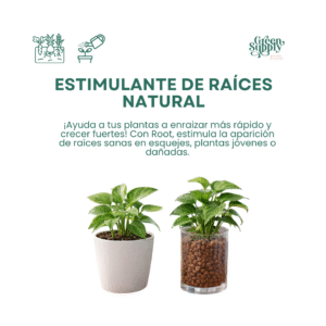 Alternative view of Enraizante ROOT | 1L