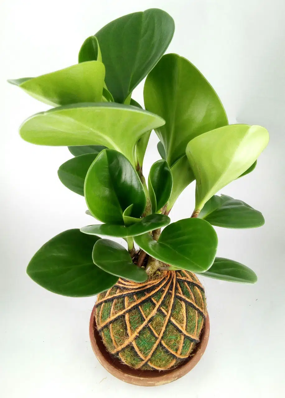 kokedama peperomia verde | 25cm - Imagen 2