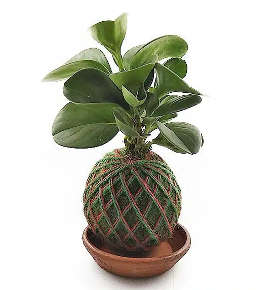 kokedama peperomia verde | 25cm