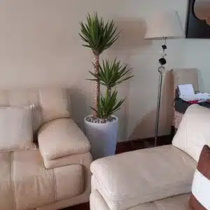Alternative view of Yucca Elephantipes + Maceta Malva Blanco | 1.60 mts