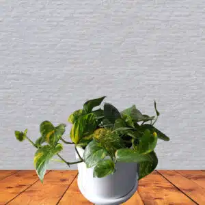 Alternative view of Boa/Pothus en maceta blanca | 25cm