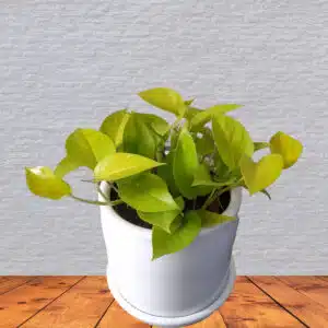 Alternative view of Boa Neón en maceta blanca | 25cm