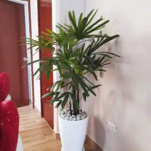 Palmera raphis en maceta blanca | 1.60 mts