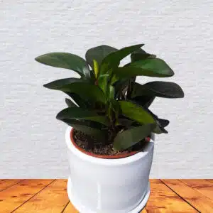 Peperomia negra en maceta blanca | 25cm
