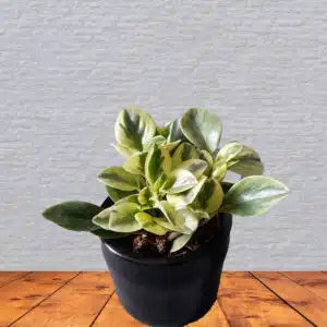 Peperomia variegada en maceta negra | 20cm