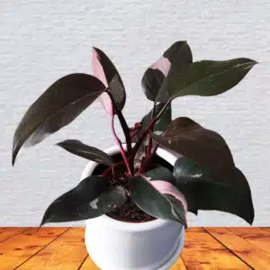 Philodendron Pink Princess en maceta blanca | 30cm