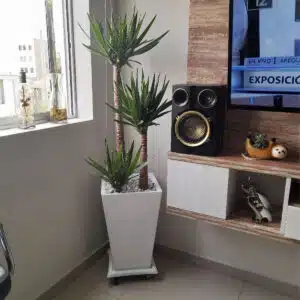 Alternative view of Yucca Elephantipes | 1.60 mts