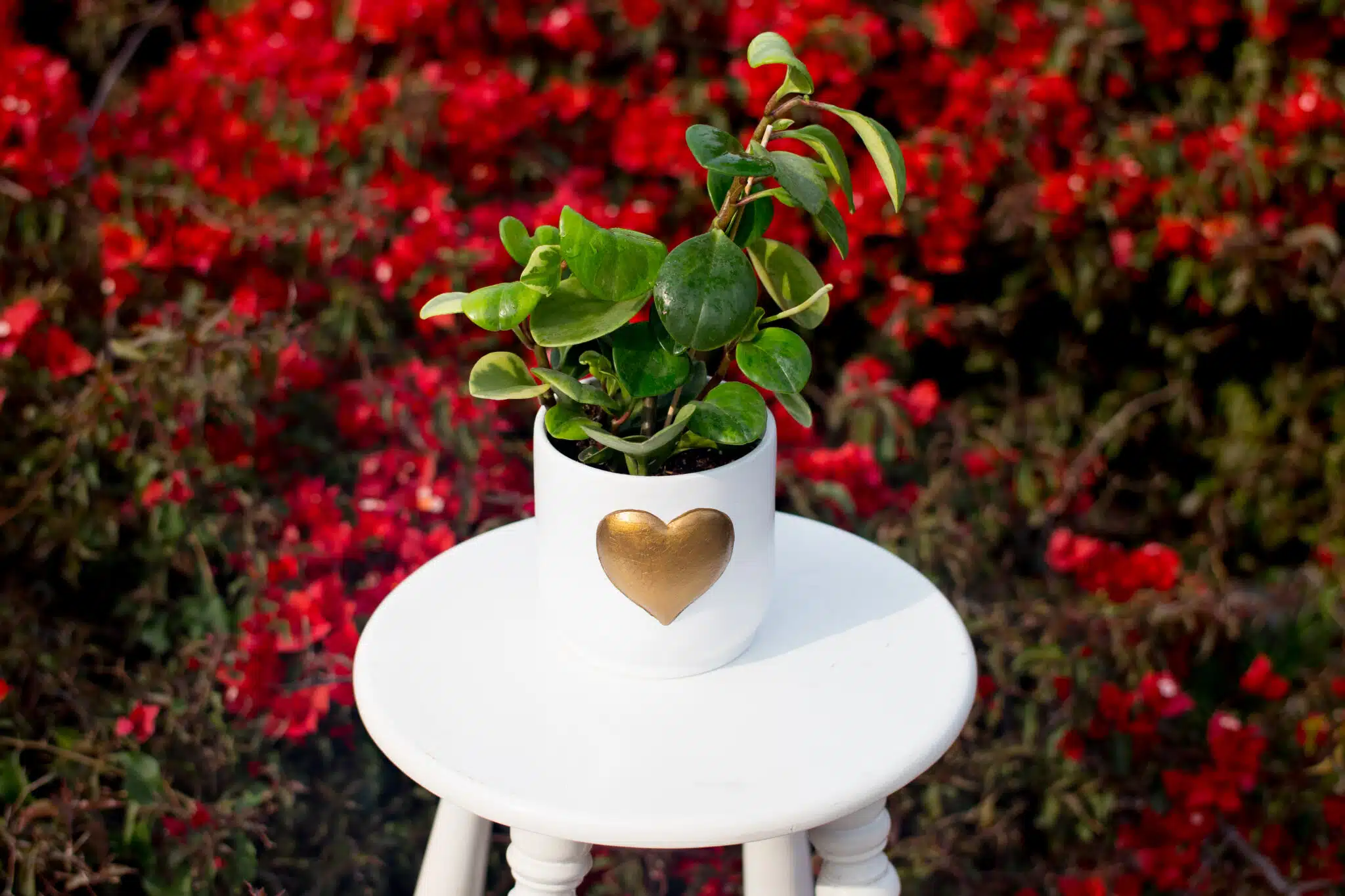 Peperonia Obtusifolia + Maceta de Cerámica con Corazón Dorado | 25 cm - Imagen 3