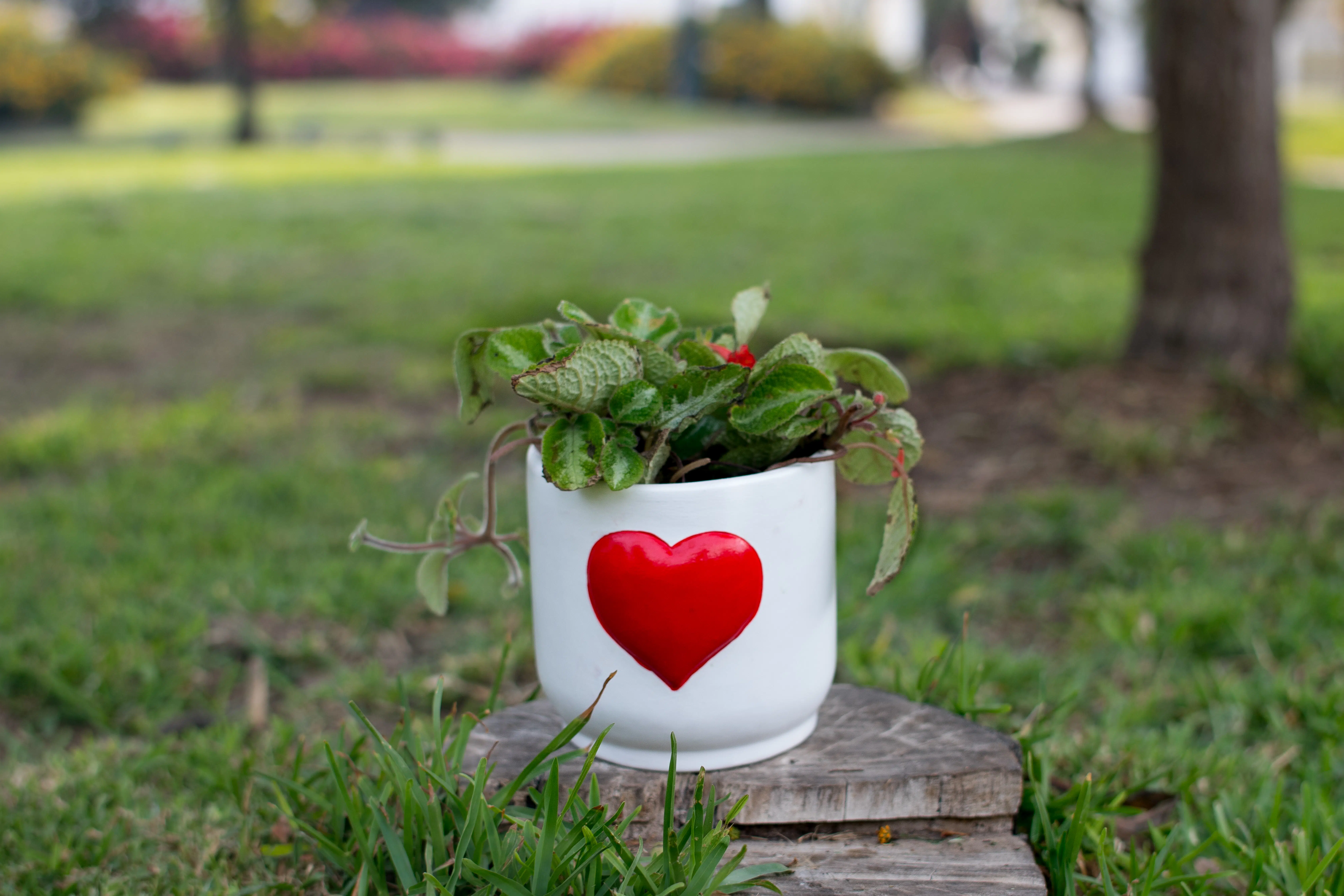 Cirtodeira Episcia Cupreata + Maceta de Cerámica con Corazón Rojo | 25cm - Imagen 2