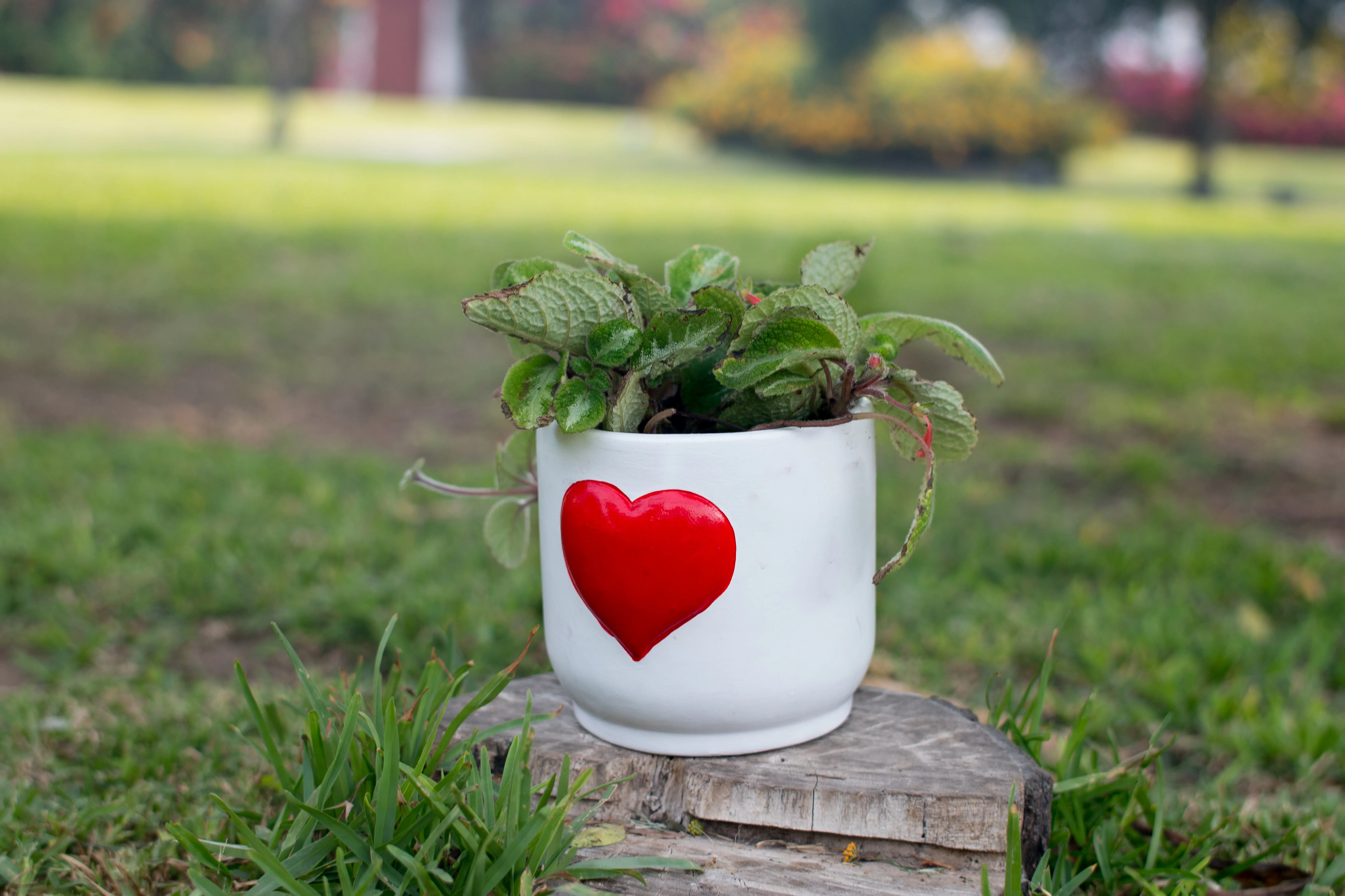 Cirtodeira Episcia Cupreata + Maceta de Cerámica con Corazón Rojo | 25cm - Imagen 3
