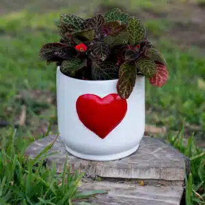 Alternative view of Episcia Roja o cupreata + maceta de cerámica con corazón rojo | 25 cm