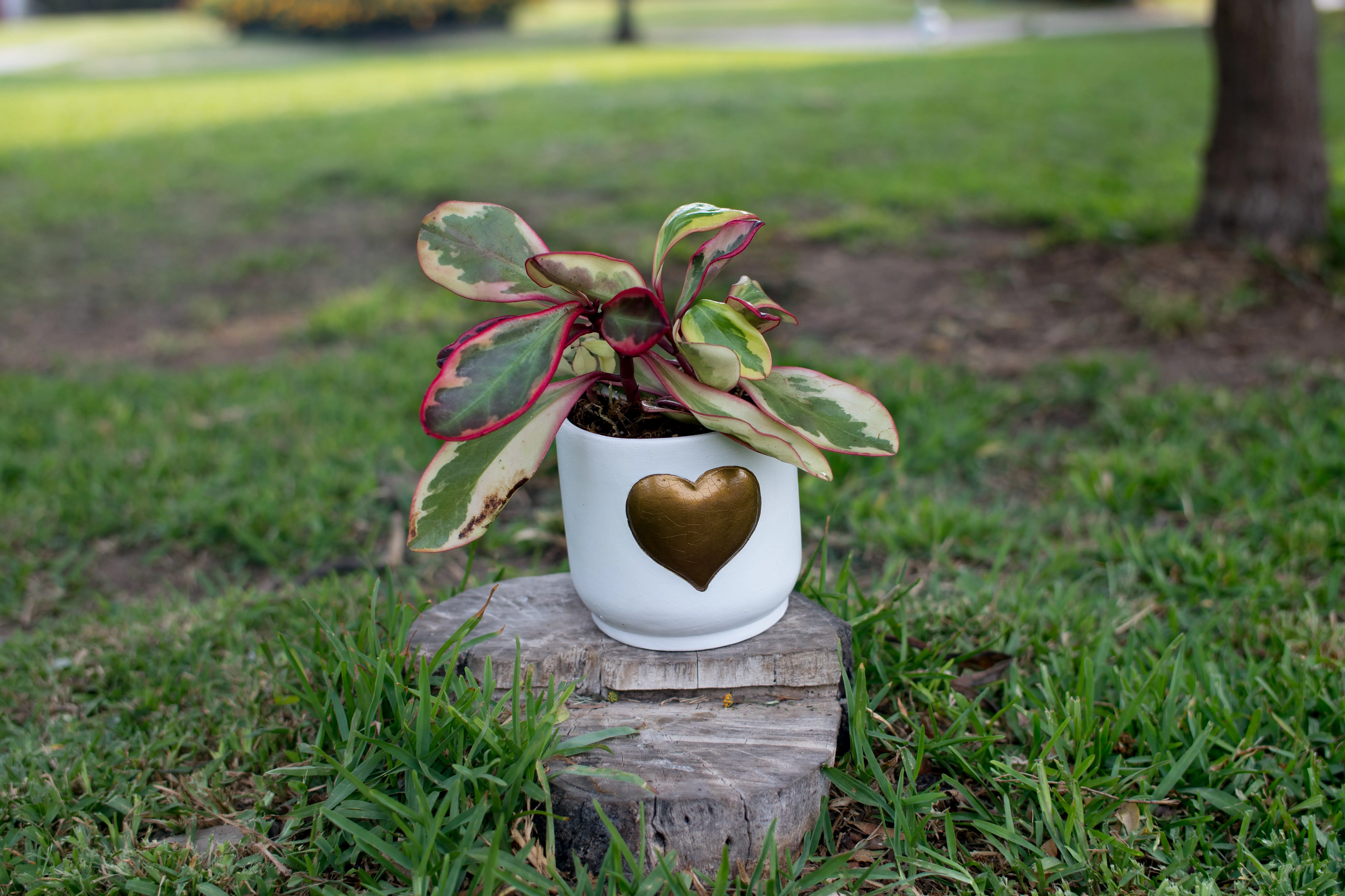 Peperomia Obtusifolia + Maceta de Cerámica con Corazón Dorado | 25 cm - Imagen 3