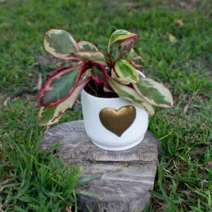 Alternative view of Peperomia Obtusifolia + Maceta de Cerámica con Corazón Dorado | 25 cm