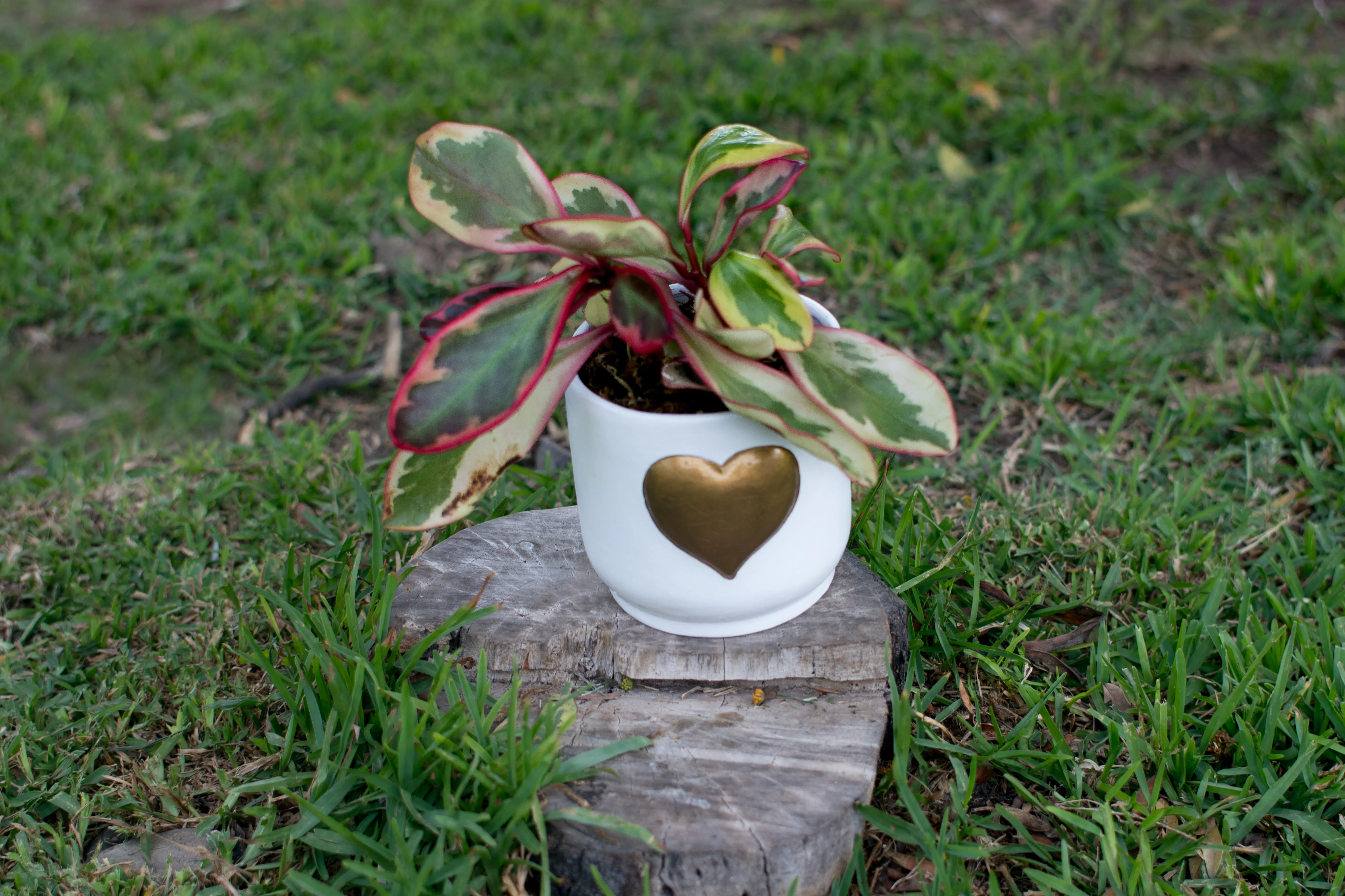 Peperomia Obtusifolia + Maceta de Cerámica con Corazón Dorado | 25 cm - Imagen 2