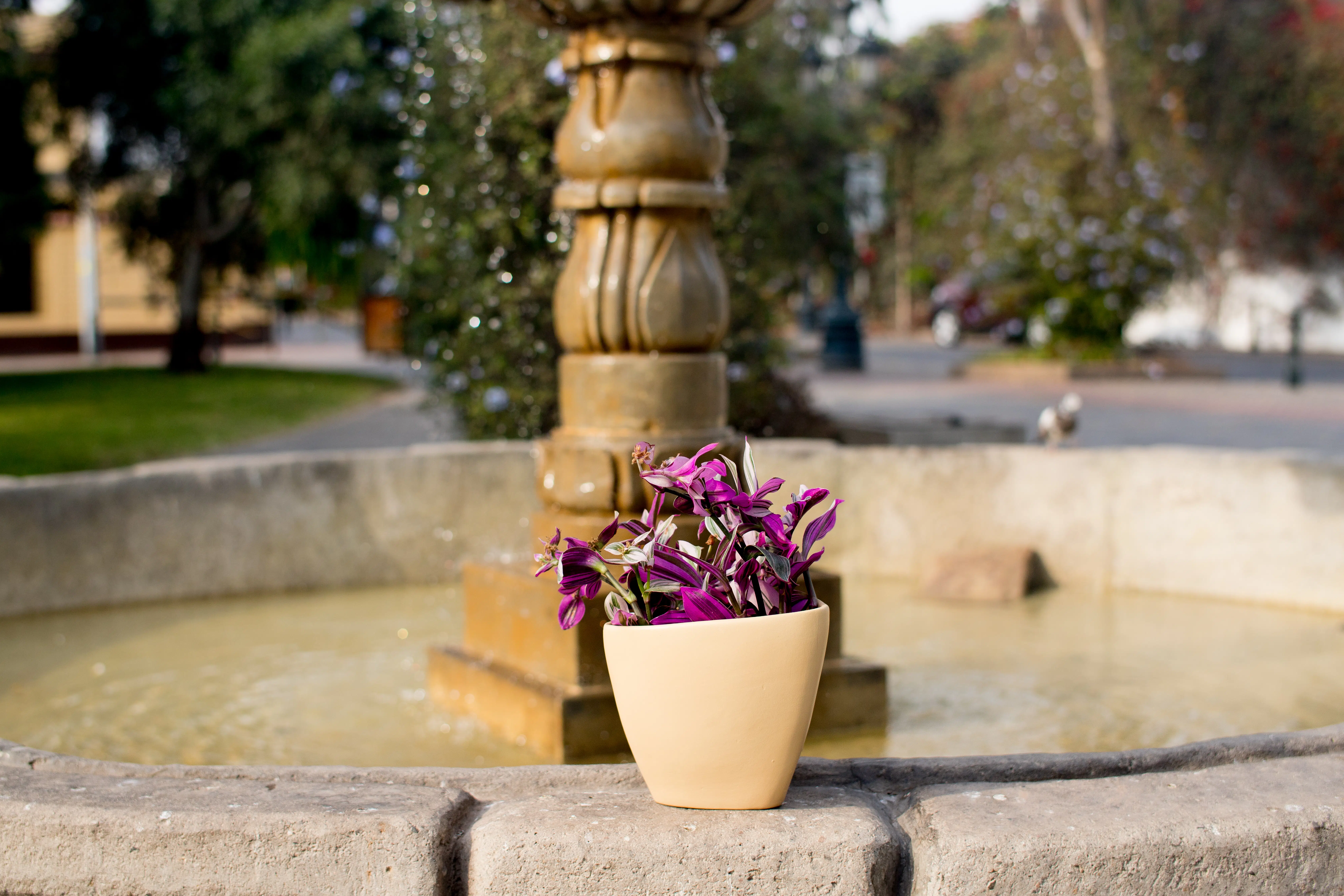 Tradescantia fluminensis + Maceta ovalada | 45 cm - Imagen 2
