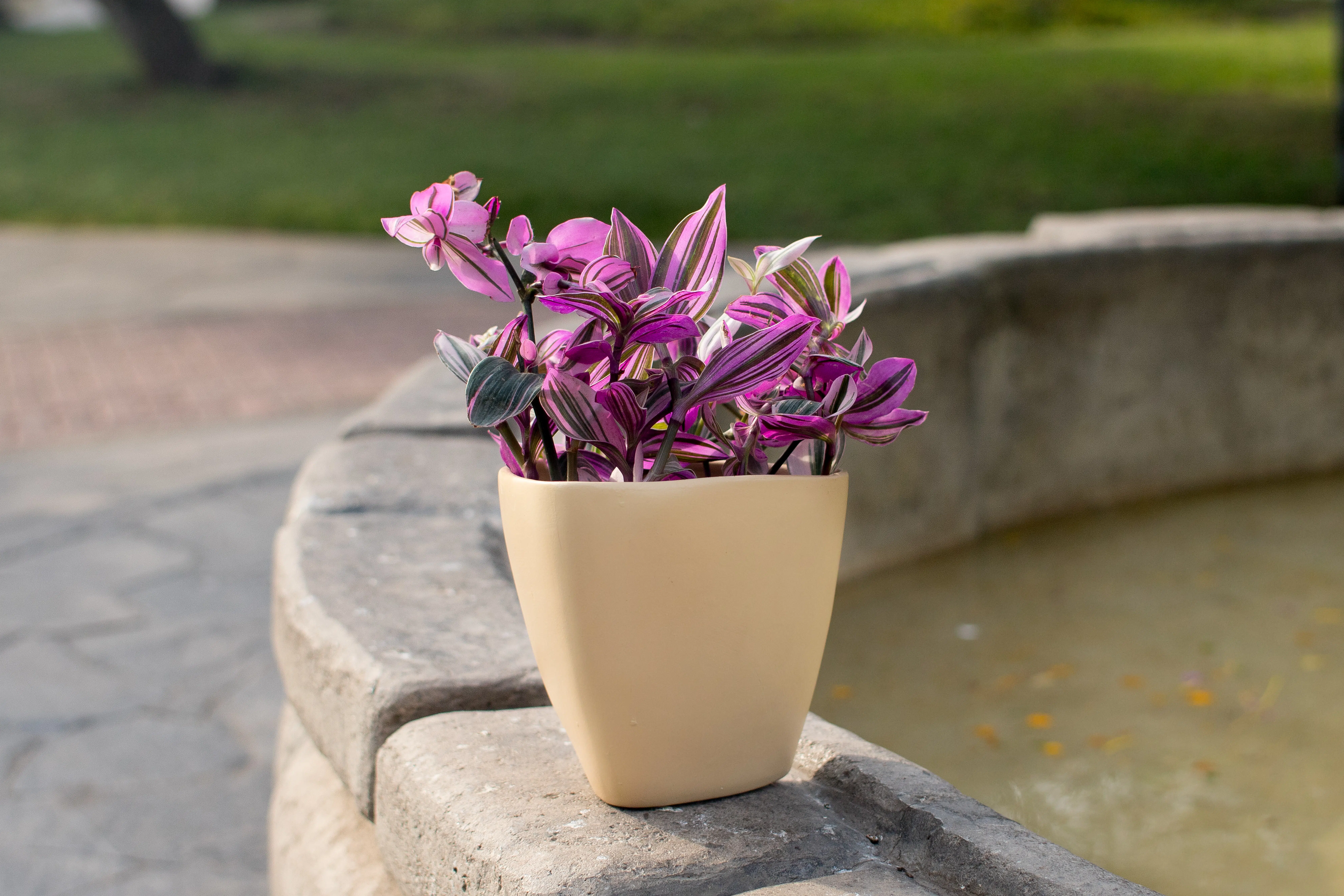 Tradescantia fluminensis + Maceta ovalada | 45 cm - Imagen 3