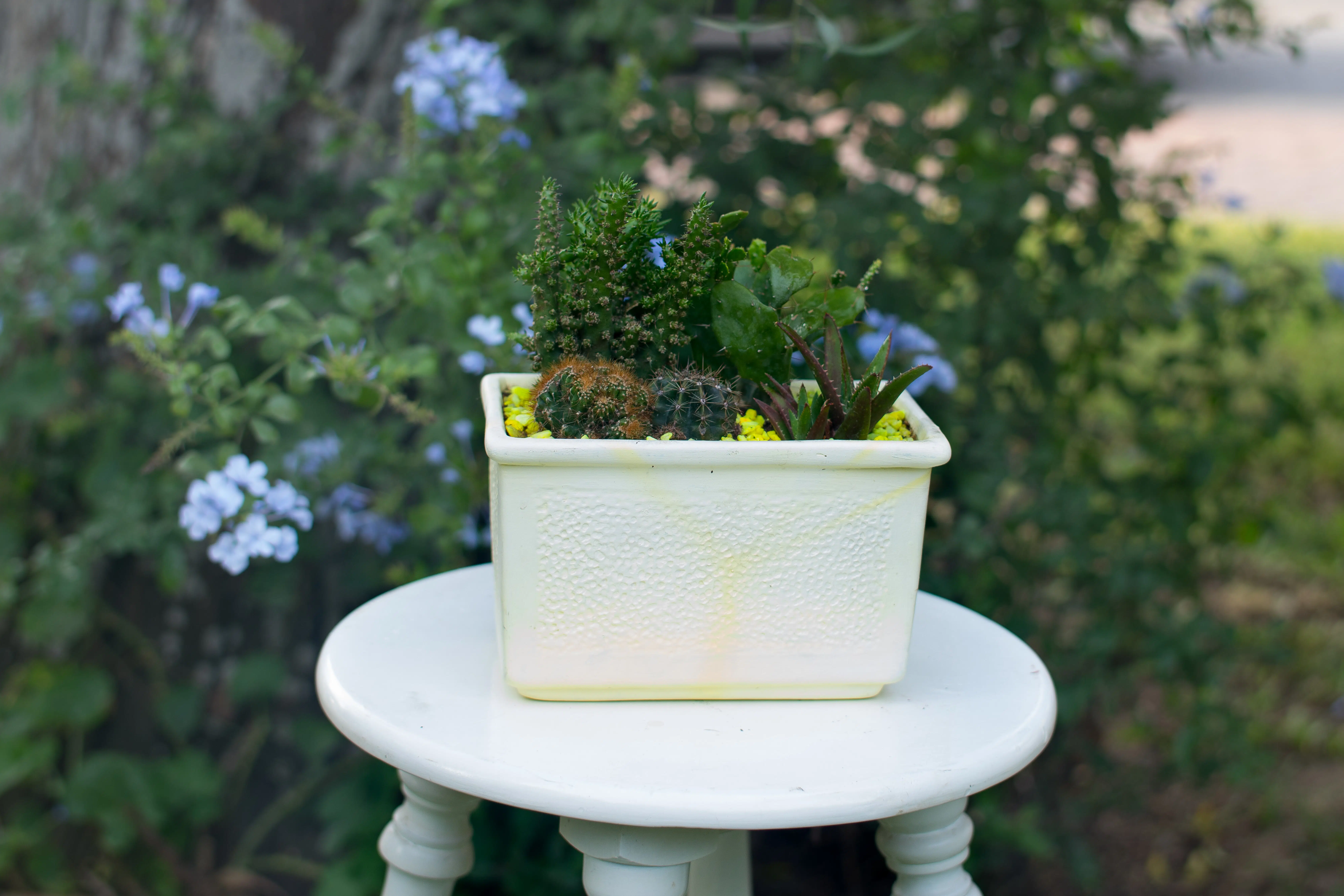 Mix de Cactus y Suculentas + Jardinera | 26cm - Imagen 2