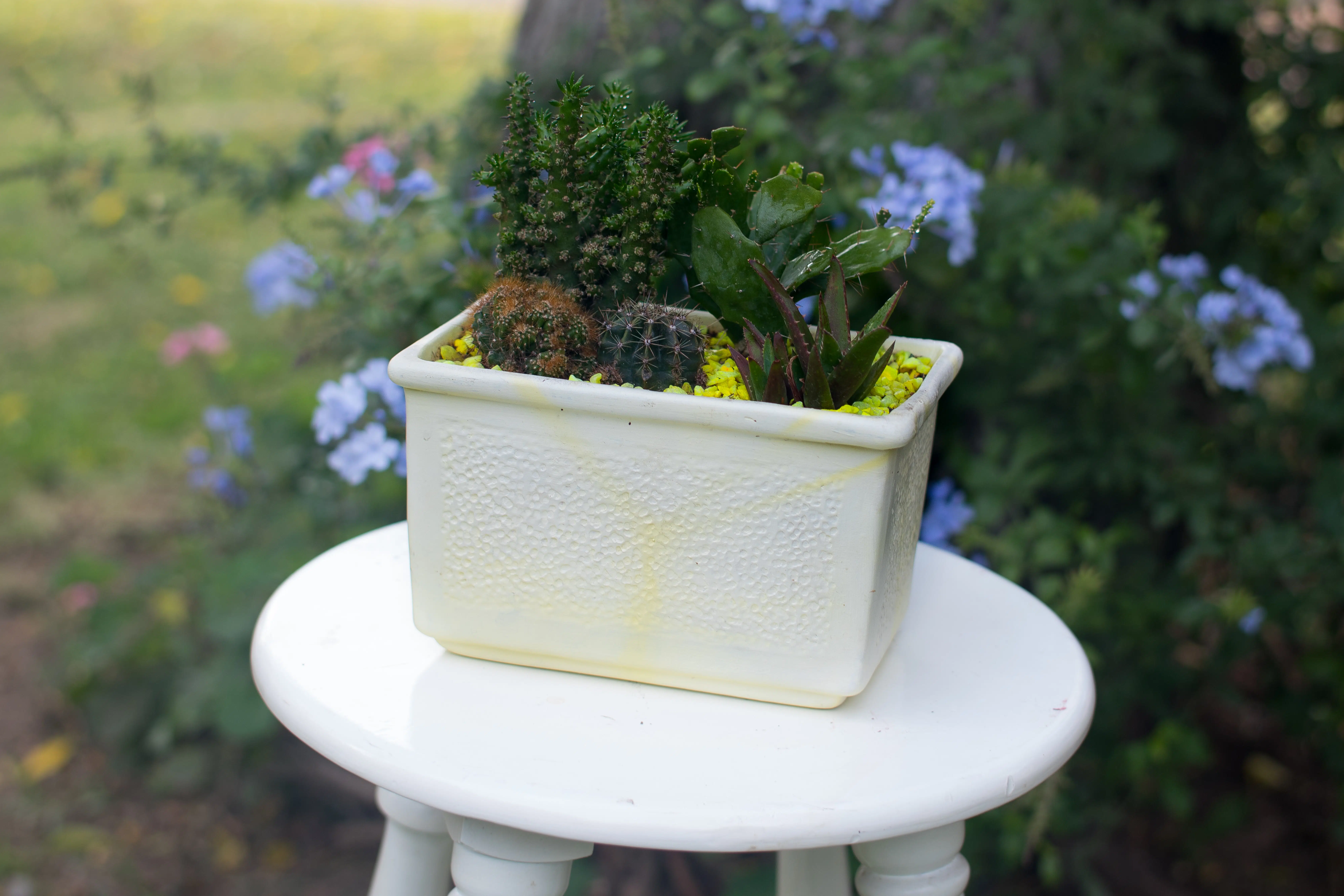 Mix de Cactus y Suculentas + Jardinera | 26cm - Imagen 3