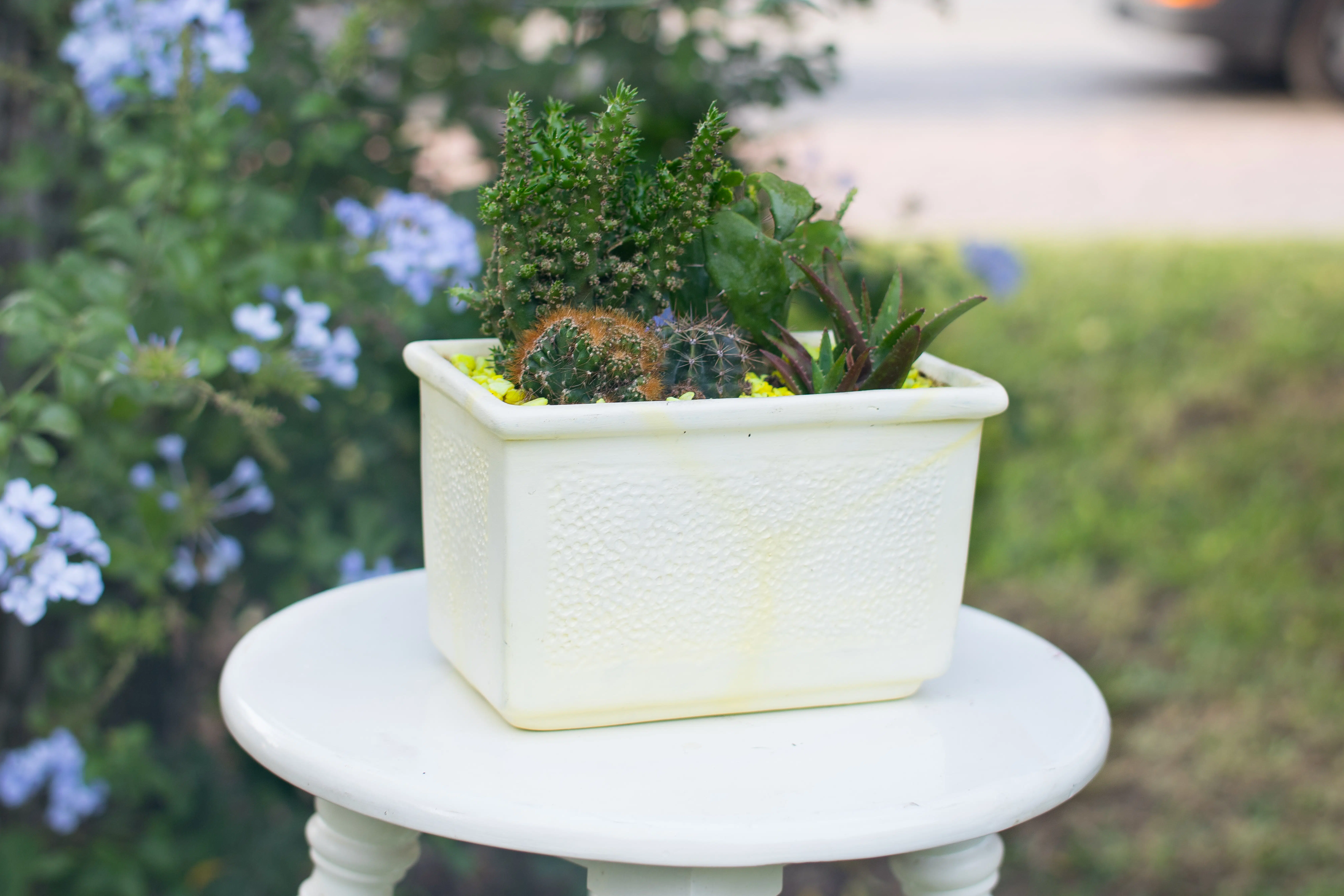 Mix de Cactus y Suculentas + Jardinera | 26cm - Imagen 4