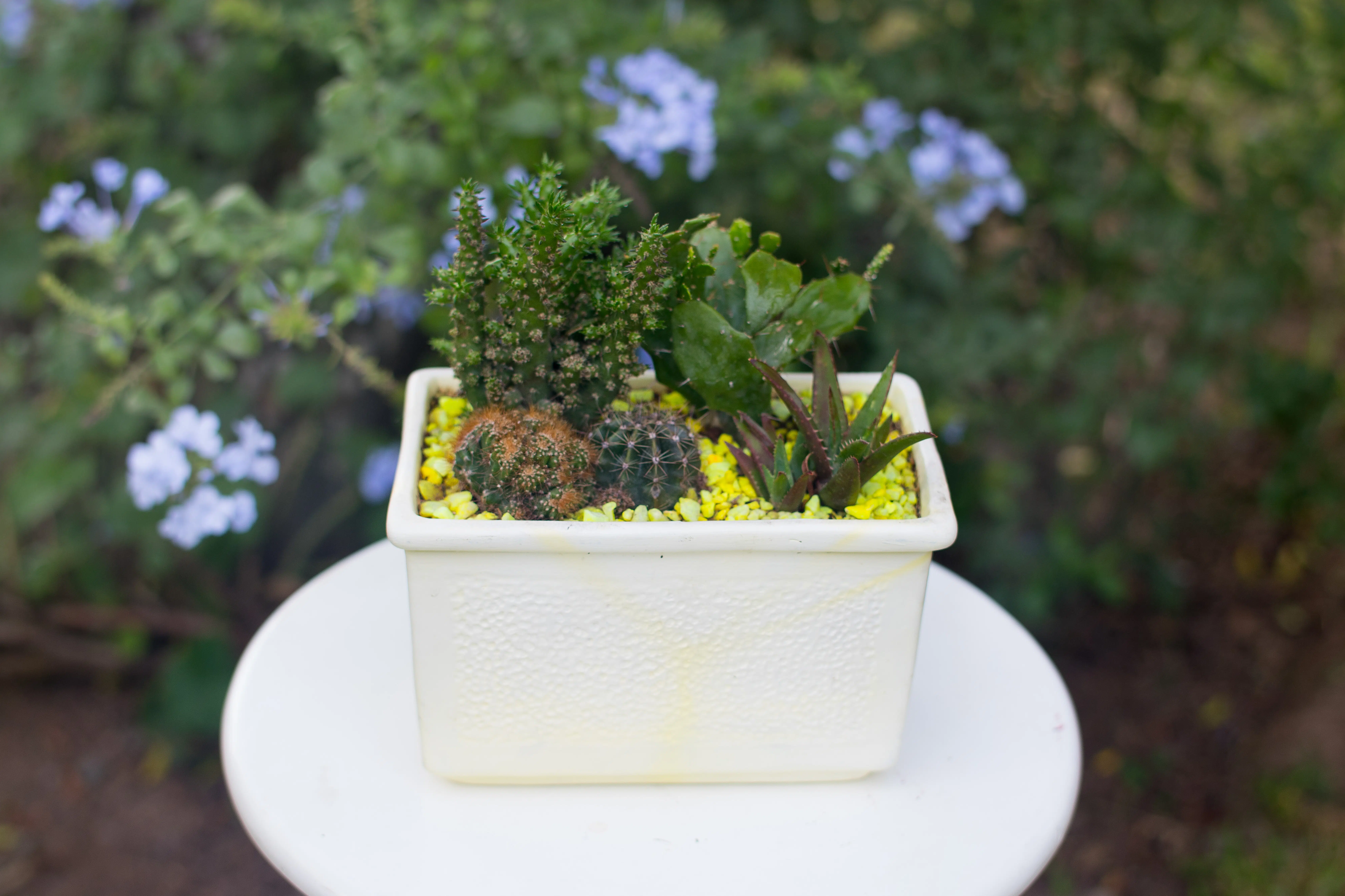Mix de Cactus y Suculentas + Jardinera | 26cm - Imagen 5