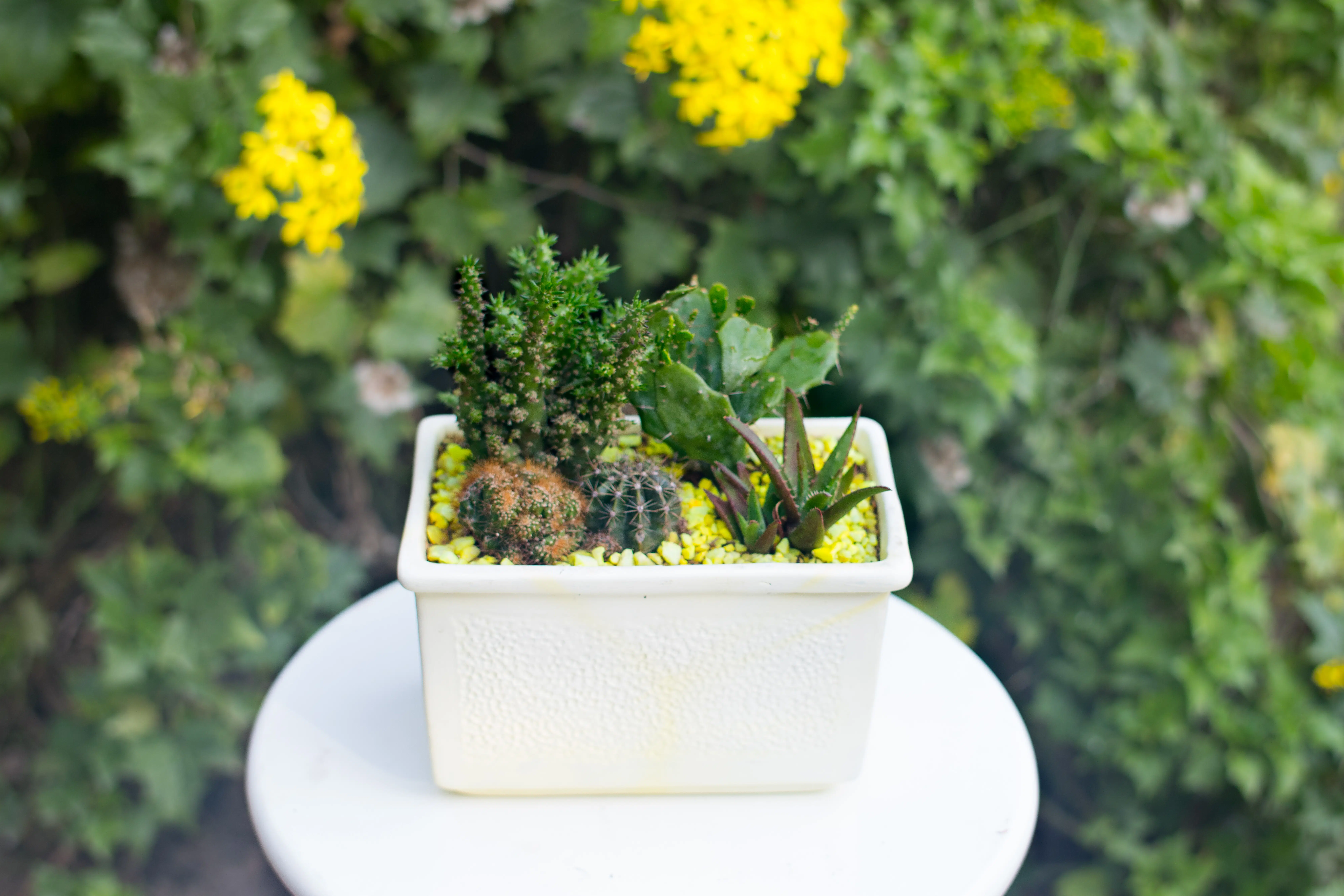 Mix de Cactus y Suculentas + Jardinera | 26cm - Imagen 6