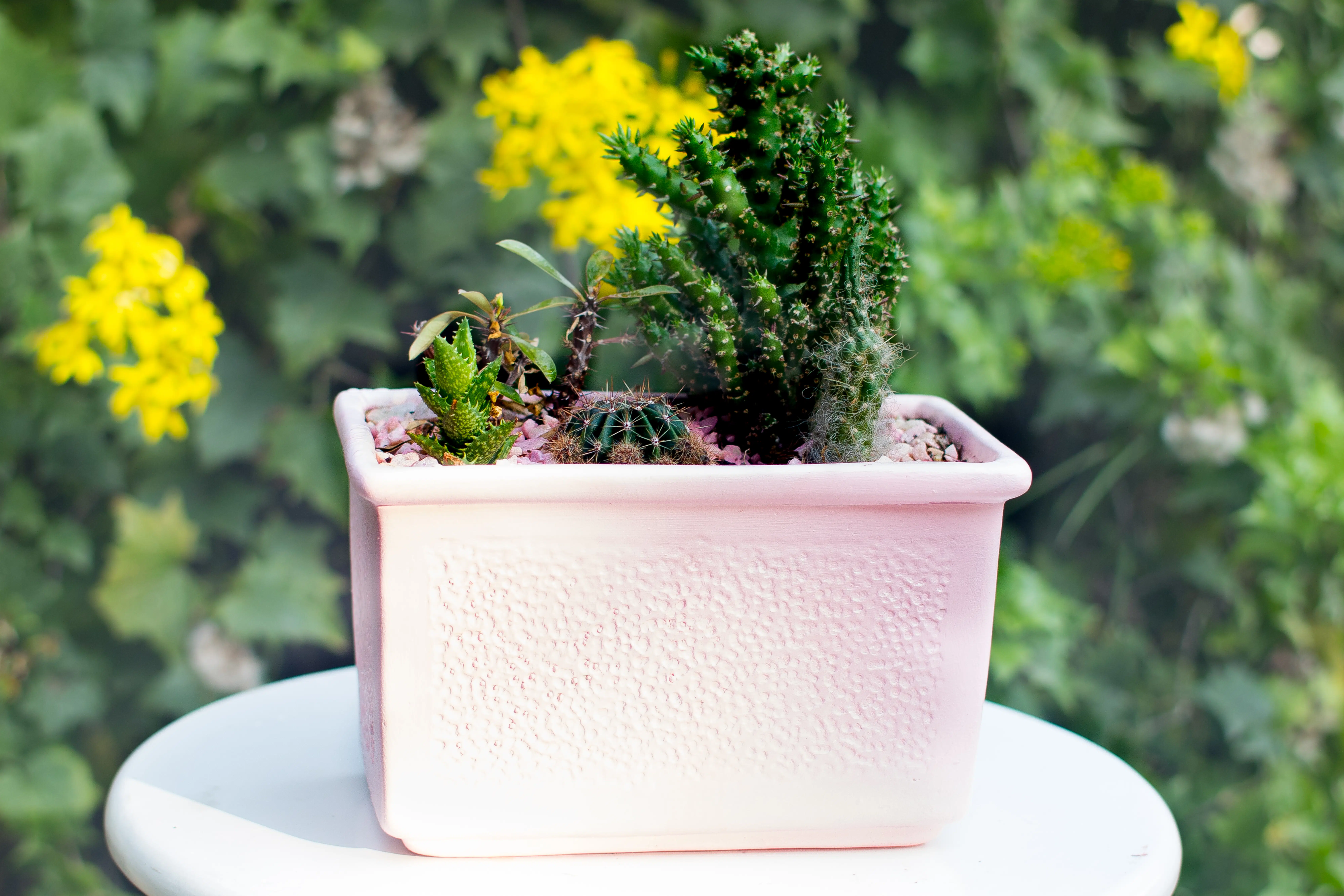Mix de Cactus y Suculentas + Jardinera | 26cm - Imagen 7