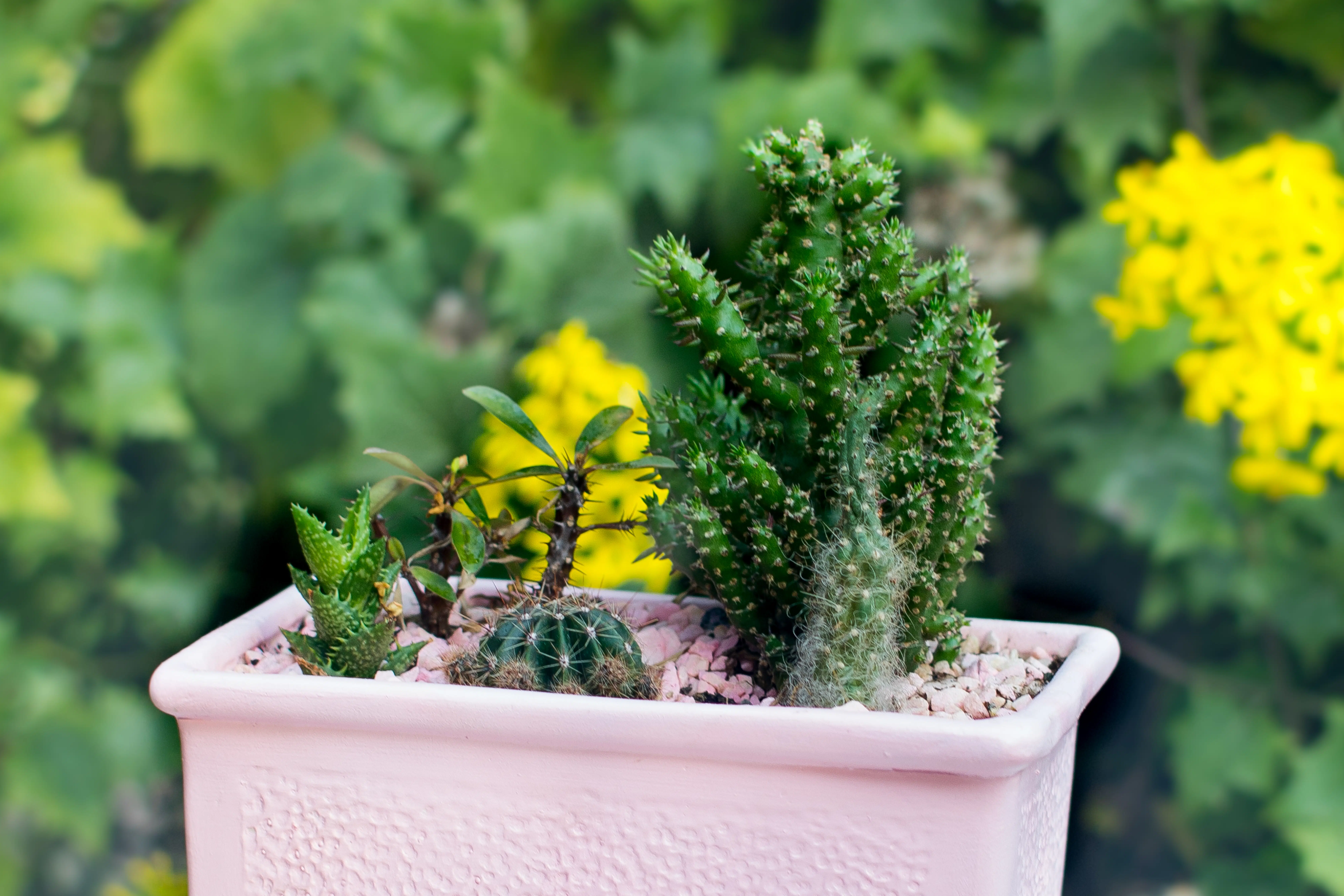 Mix de Cactus y Suculentas + Jardinera | 26cm - Imagen 8