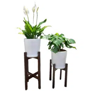 Combo 1: 2 Plantas Lirio de la Paz y Monstera + 2 Macetas + 2 Pedestales | 1.30 mts