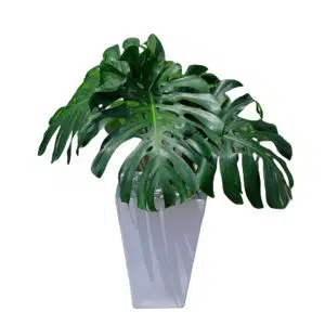 Costilla de Adán / Monstera Deliciosa + maceta blanca | 1.20 mts