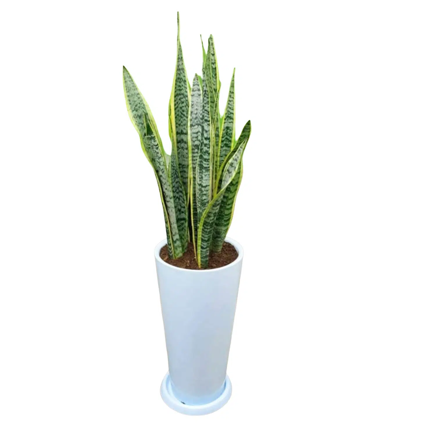 Lengua de Suegra / Sansevieria en maceta lápiz fibra de vidrio | 1.20 mts