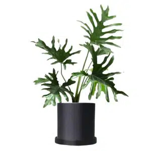 Philodendron Selloum | 60cm