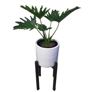 Philodendron Selloum con maceta y pedestal | 1.20mts