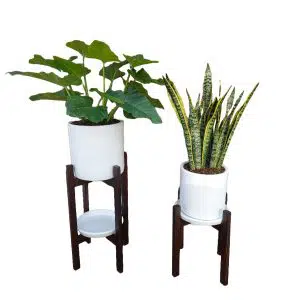 Combo 4: 2 Plantas Oreja de elefante y Lengua de Suegra + 2 Macetas + 2 Pedestales | 1.30 mts