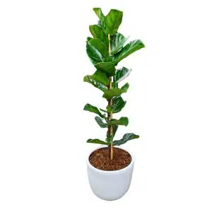 Ficus Lyrata | 1.50 mts