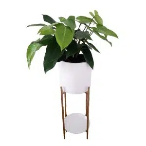 Philodendro Verde con maceta y pedestal dorado | 1.30 mts