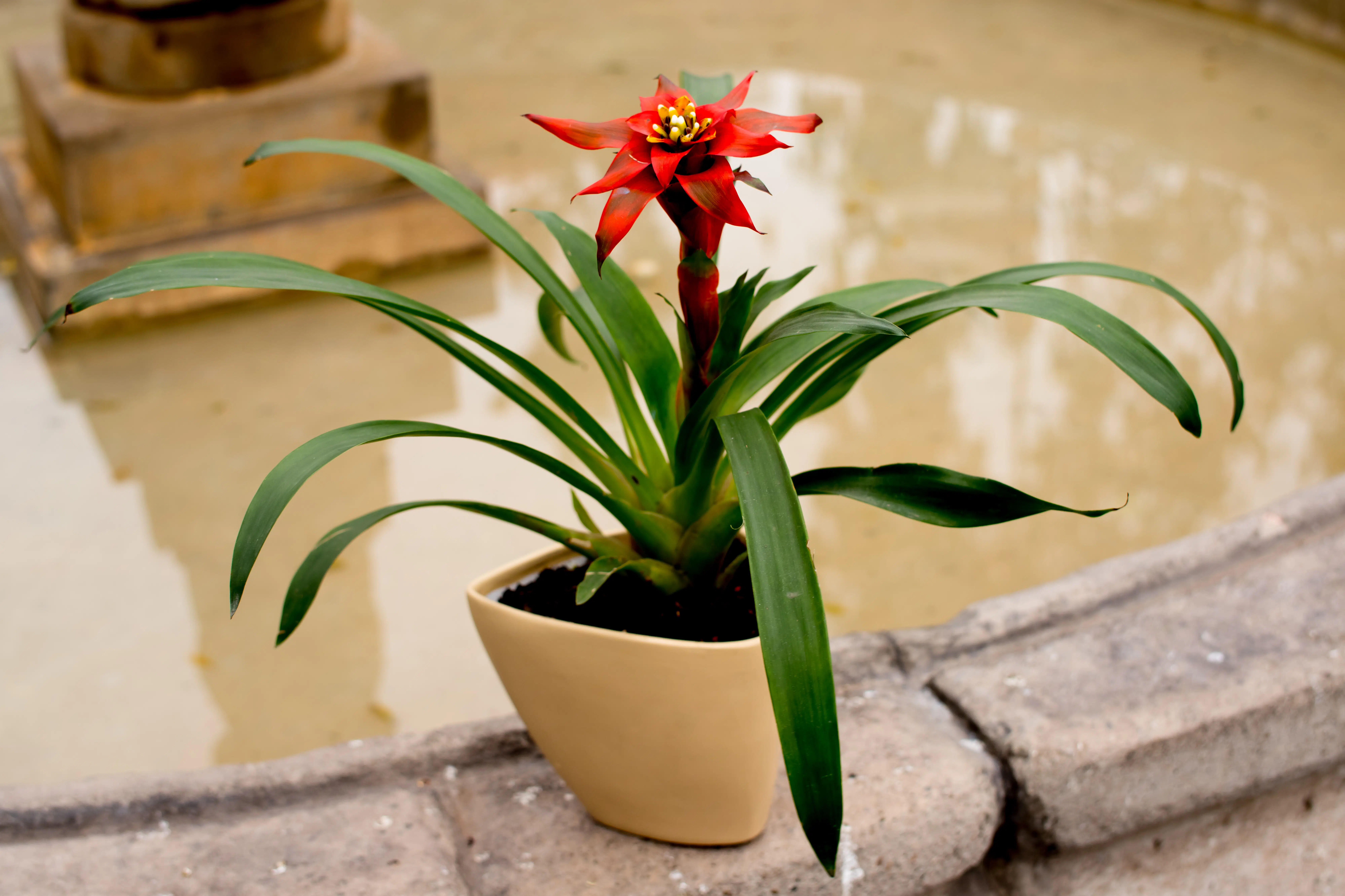 Bromelia Roja | 45cm - Imagen 4