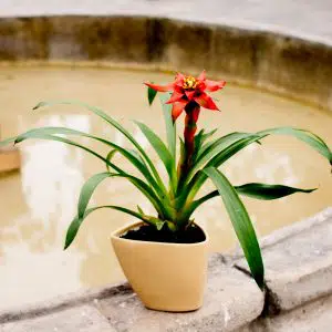 Alternative view of Bromelia Roja | 45cm