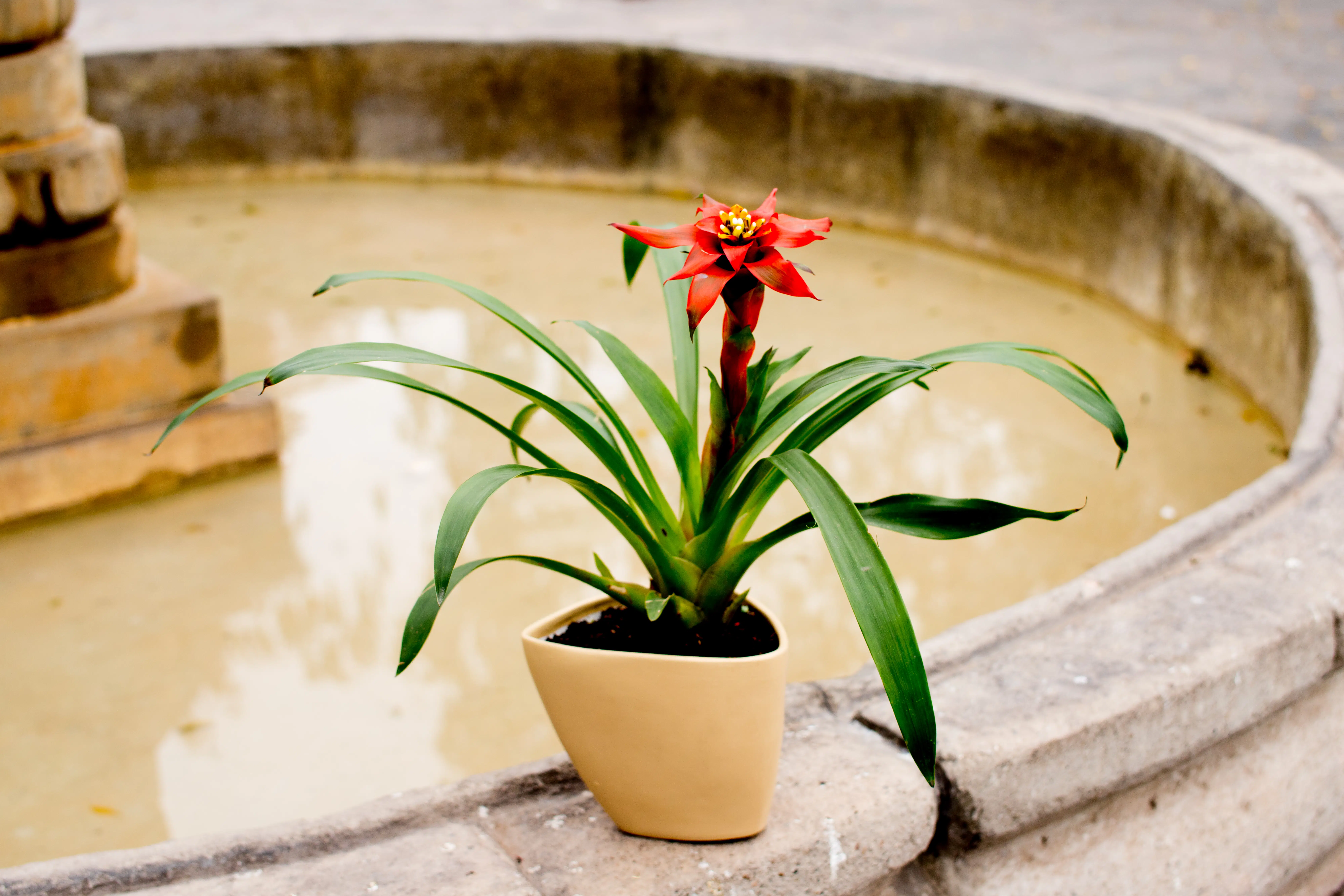 Bromelia Roja | 45cm - Imagen 2