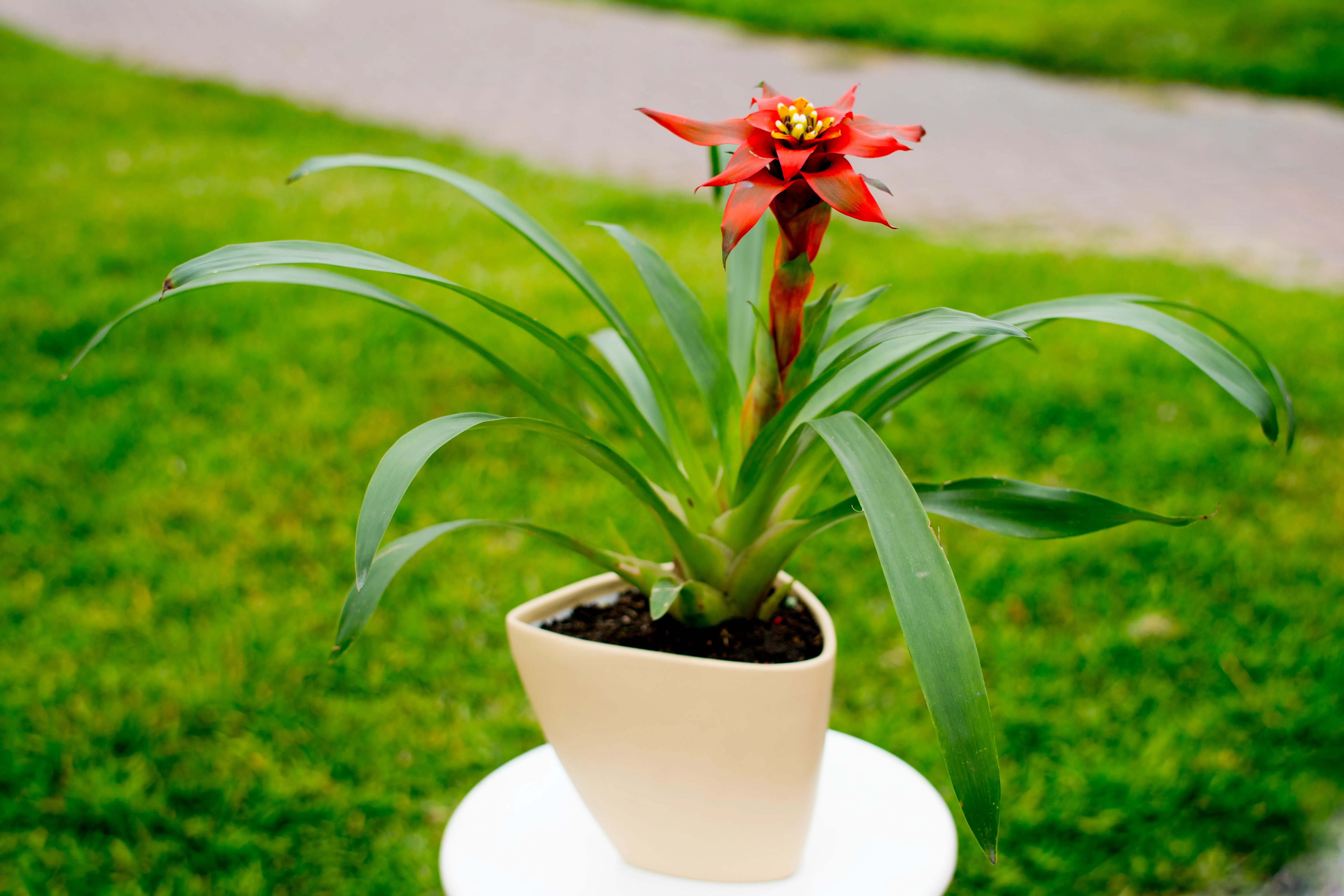 Bromelia Roja | 45cm - Imagen 3