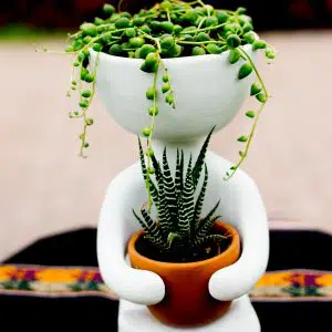 Suculentas + Maceta Robert Plant Yoga | 25 cm