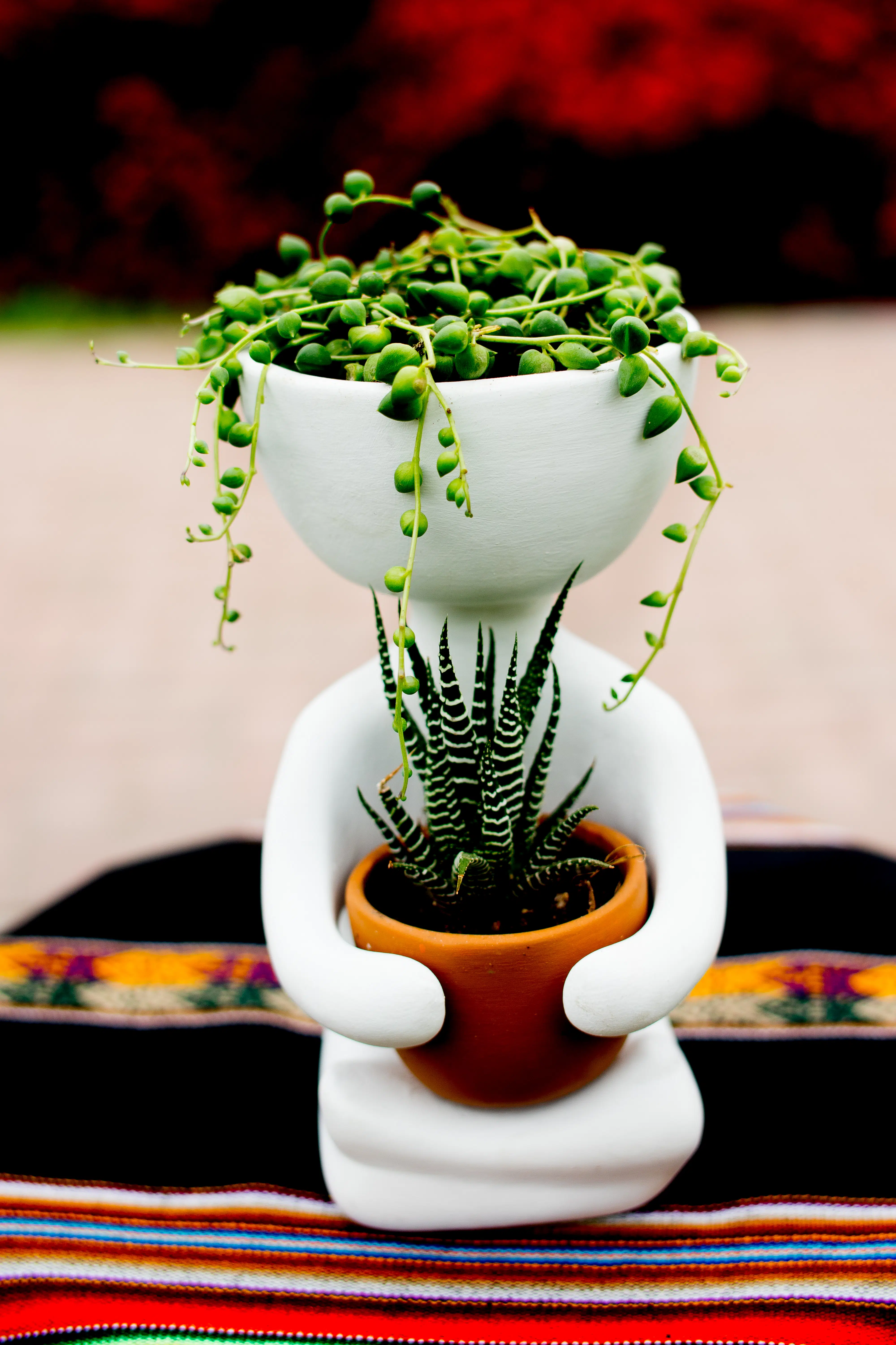 Suculentas + Maceta Robert Plant Yoga | 25 cm