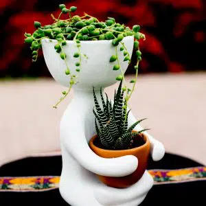 Alternative view of Suculentas + Maceta Robert Plant Yoga | 25 cm