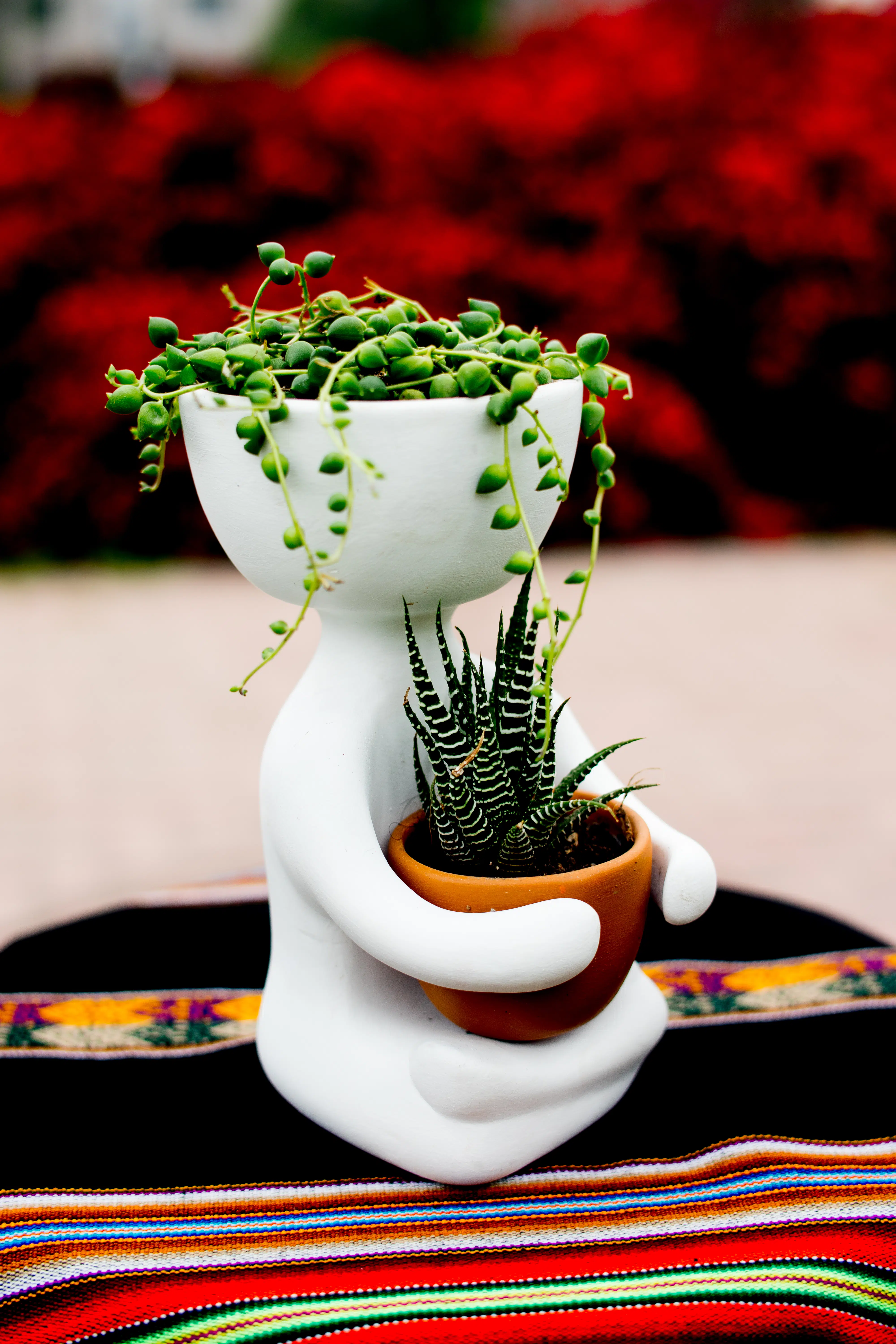 Suculentas + Maceta Robert Plant Yoga | 25 cm - Imagen 2
