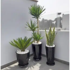 Alternative view of Combo 5: 3 Plantas de Exterior Maceta Fibra de Vidrio | 1.70mt
