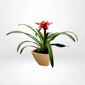 Bromelia Roja | 45cm